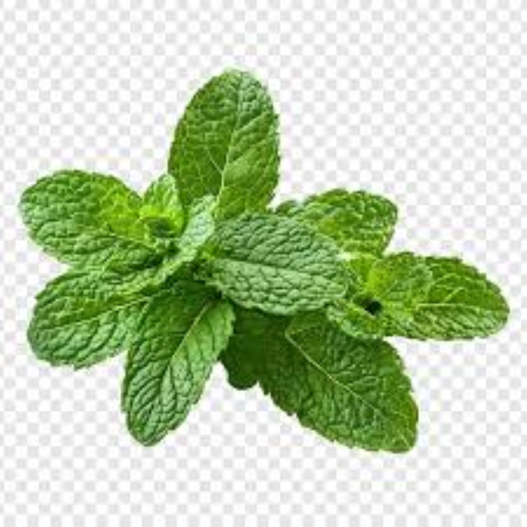 FRESH 4S PEPPERMINT 25S